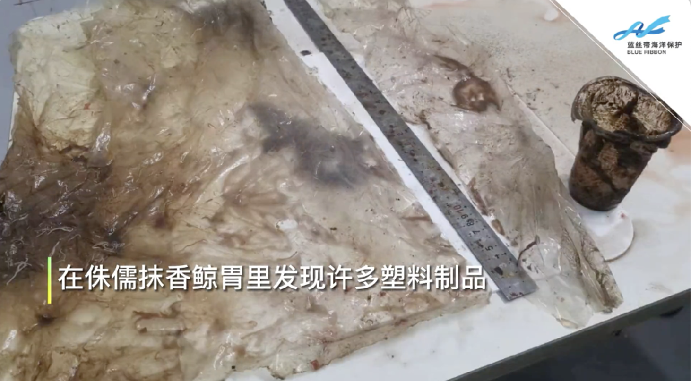擱淺死亡的鯨：體內有大量塑料垃圾，和一頭鯨寶寶