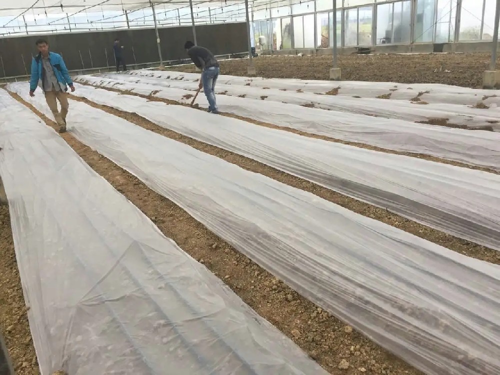 襄陽市煙草專賣局探索應用新型生物降解地膜