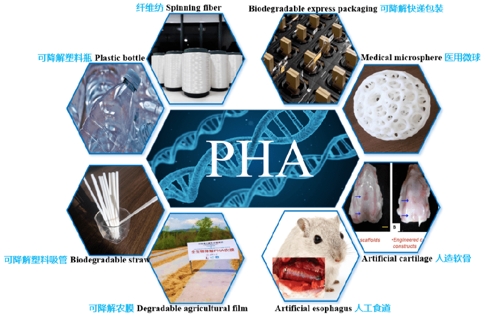 生物降解塑料PHA的特性與應用方向一覽